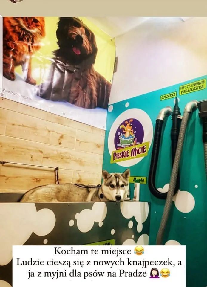 Husky w wannie myjni Pieskie Mycie na Pradze – klientka pisze: kocham te miejsce