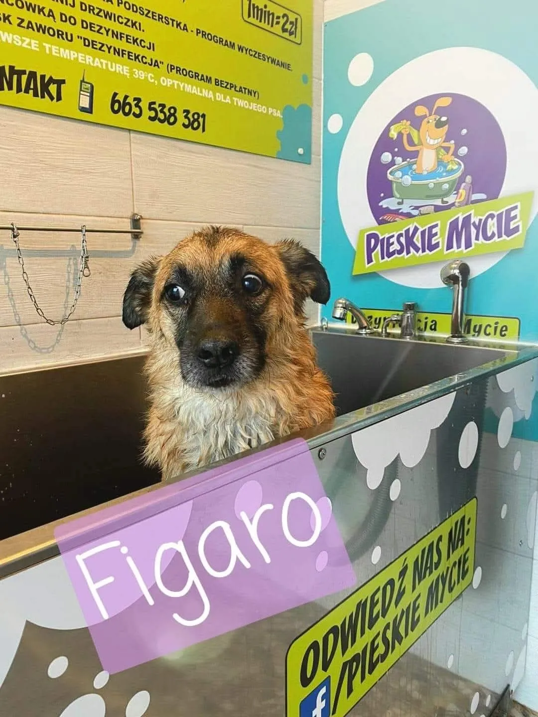 Piesek Figaro po kąpieli w wannie myjni Pieskie Mycie