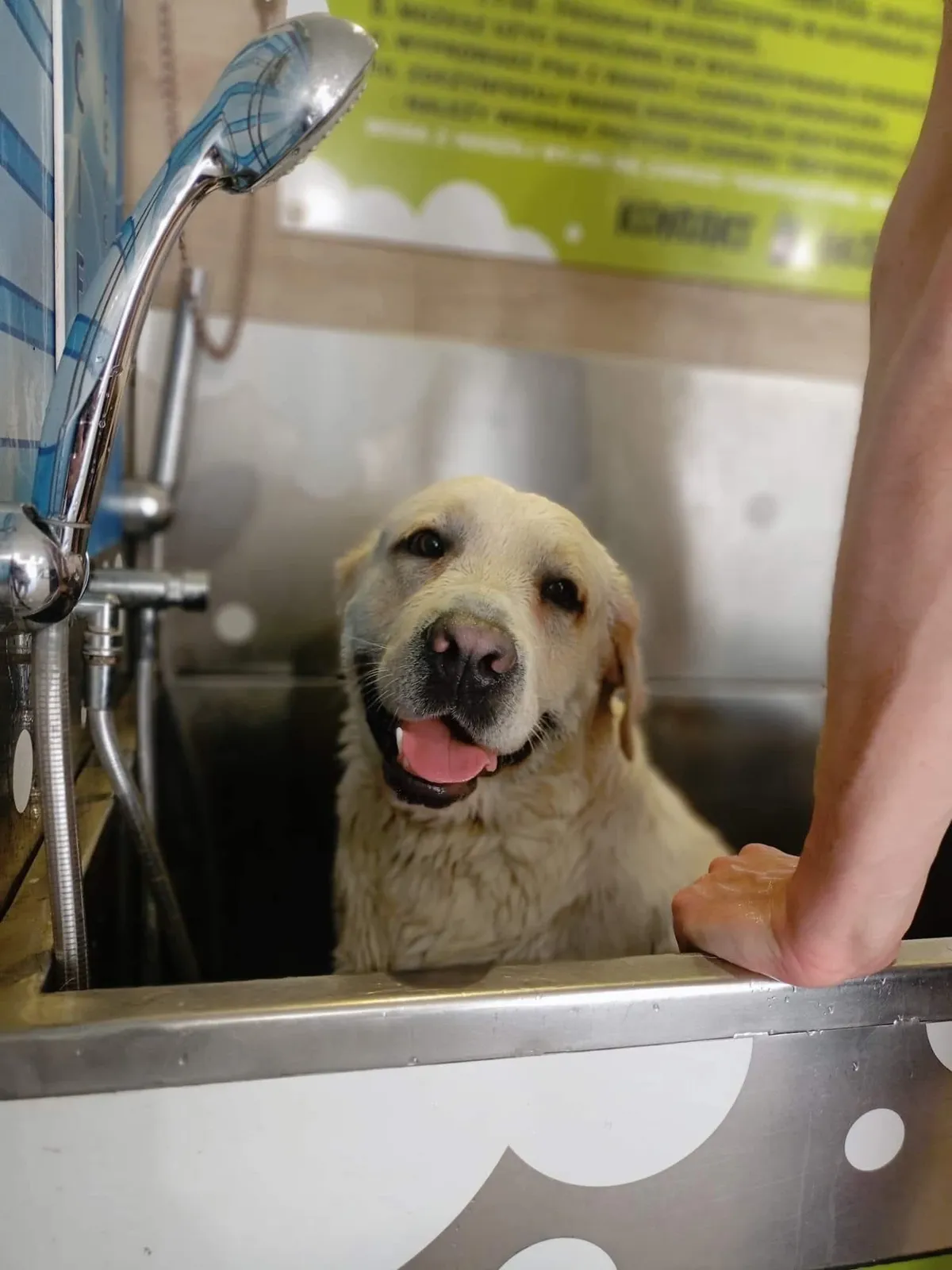 Golden retriever w metalowej wannie pod prysznicem myjni Pieskie Mycie